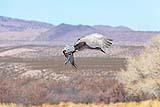Sandhill Crane Bosque New Mexico Dec 2020